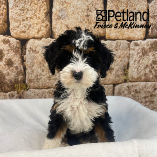[#2660-03] Black / Tan F Bernedoodle Mini Puppies for Sale