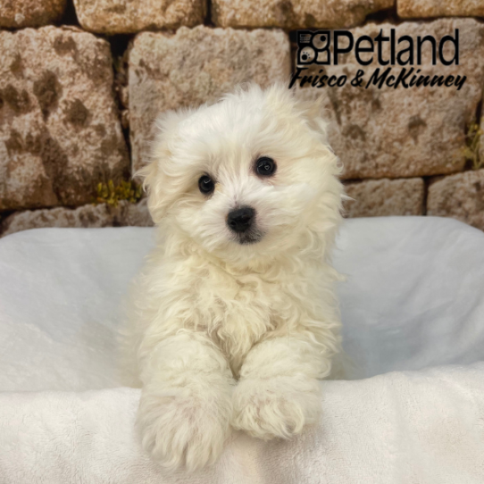 [#M17403] Apricot M Pomachon Puppies for Sale