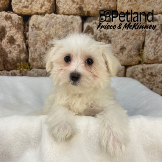 [#N02057] White F Maltese Puppies for Sale