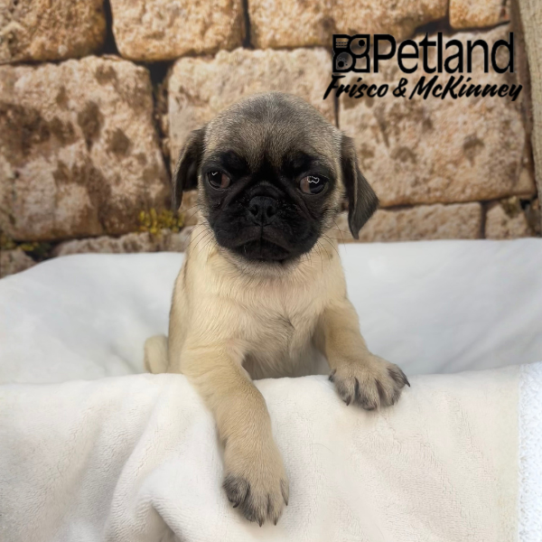 [#N00129] Fawn F Pug Puppies for Sale
