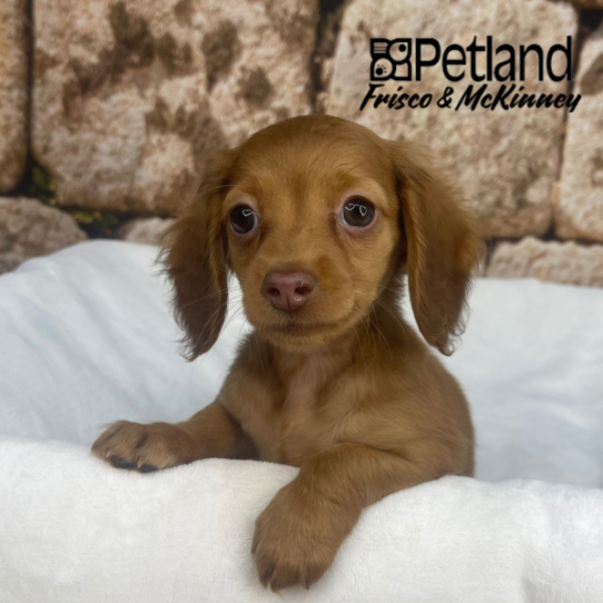 [#2687-03] Red Chocolate F Dachshund Puppies for Sale