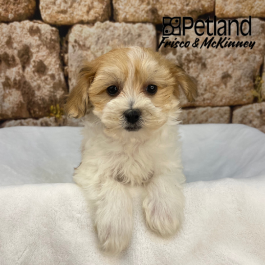 [#2637-01] Red / White M Yorkie/Bichon Puppies for Sale