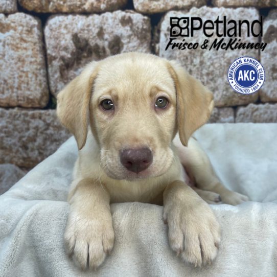 [#M17367] Yellow M Labrador Retriever Puppies for Sale