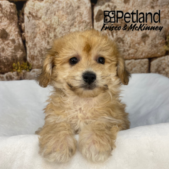[#2637-05] Red F Yorkie/Bichon Puppies for Sale