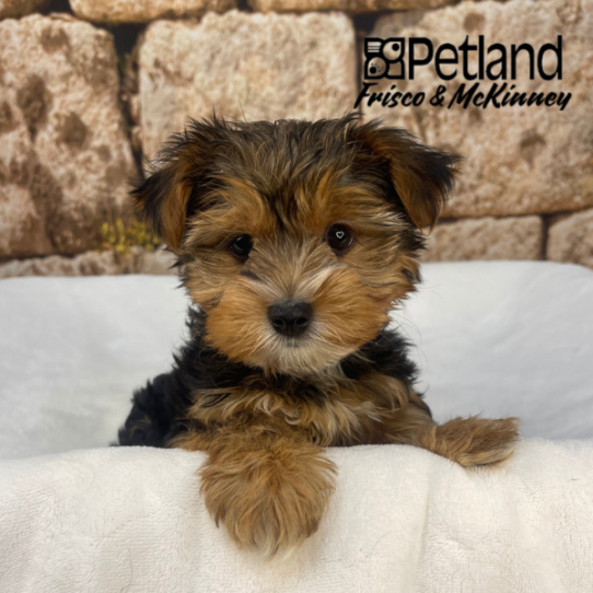 [#N02092] Black and Tan F Unregistered Yorkshire Terrier Puppies for Sale