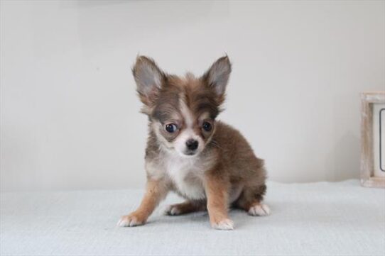 [#253198-03] Dark Sable M Chihuahua Puppies for Sale