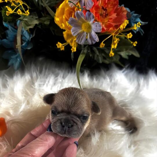 [#2543-01] Blue Fawn M French Bulldog Puppies for Sale