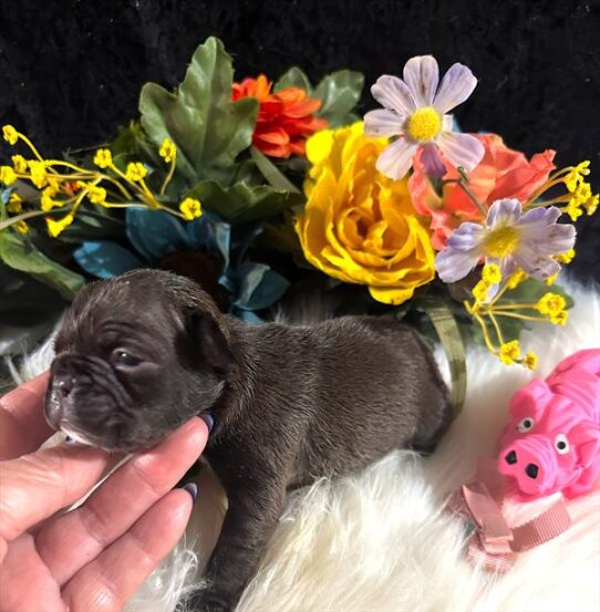 [#2543-06] Blue F French Bulldog Puppies for Sale