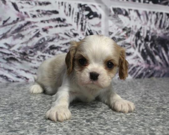 [#253404-03] Blenheim M Cavalier King Charles Spaniel Puppies for Sale