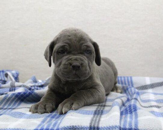 [#2611-04] Blue F Neapolitan Mastiff Puppies for Sale