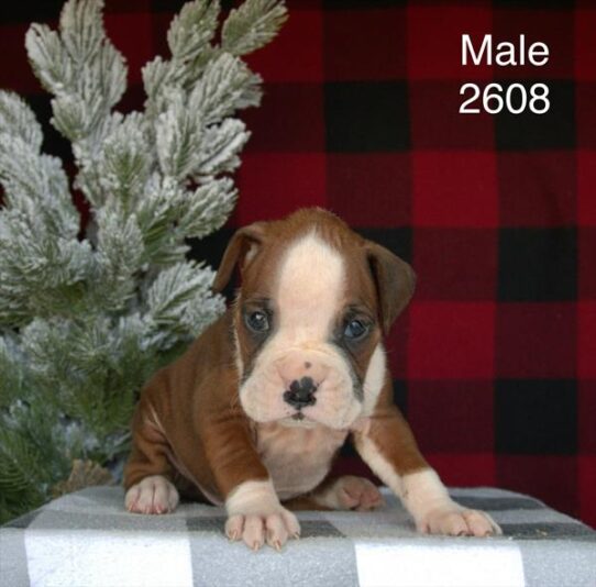 [#2638-02] Fawn / White M Boxer Puppies for Sale