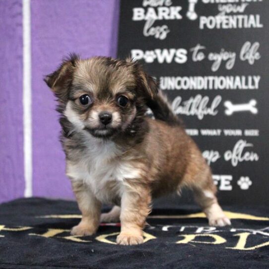 [#253357-06] Chocolate F Chihuahua Puppies for Sale
