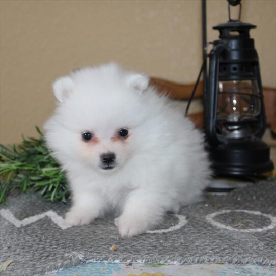 [#253445-04] White F American Eskimo Dog Puppies for Sale