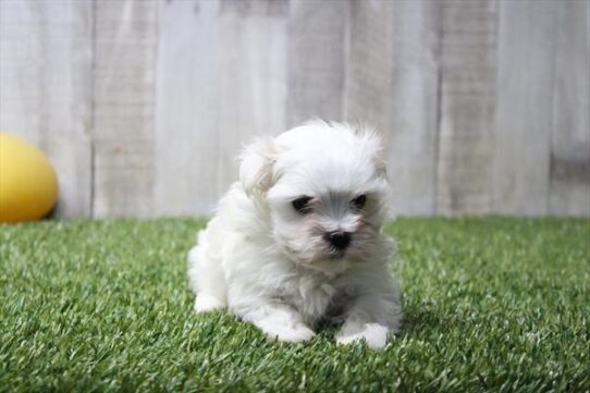 [#26217-01] White M Maltese Puppies for Sale