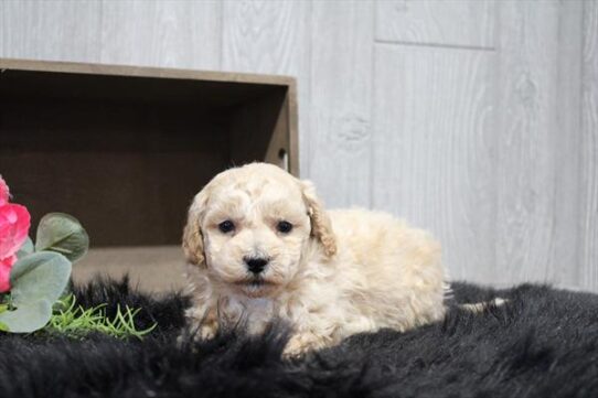 [#26100-02] Apricot M Bichapoo Puppies for Sale
