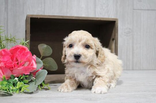 [#26100-03] Apricot F Bichapoo Puppies for Sale