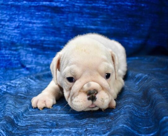 [#2640-01] White F Bulldog Puppies for Sale