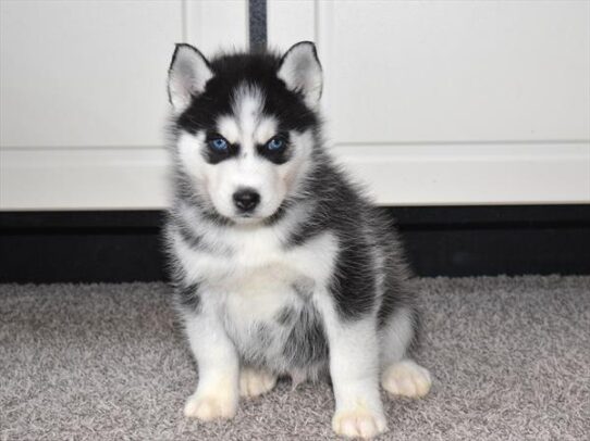 [#2650-01] Black / White M Siberian Husky Puppies for Sale