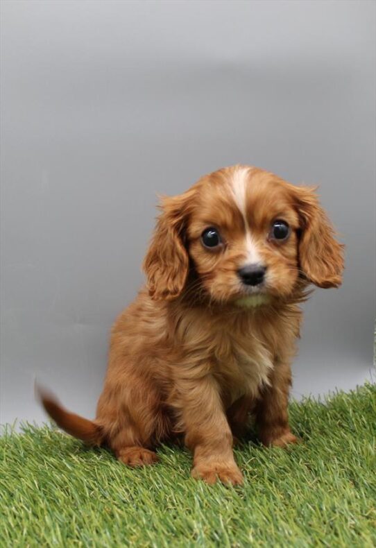 [#253504-03] Ruby M Cavalier King Charles Spaniel Puppies for Sale