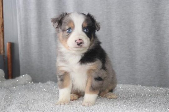 [#26274-07] Blue Merle F Miniature Australian Shepherd Puppies for Sale