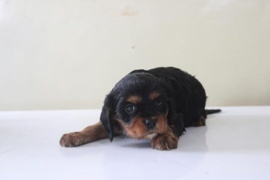 [#26106-02] Black / Tan M Cavalier King Charles Spaniel Puppies for Sale