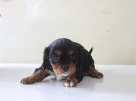 [#26106-04] Black / Tan F Cavalier King Charles Spaniel Puppies for Sale