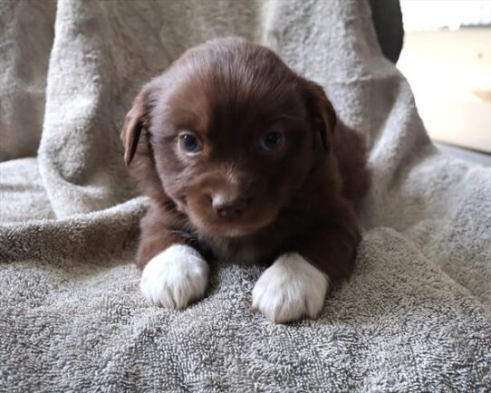 [#26180-02] Red Tan / White M Miniature Australian Shepherd Puppies for Sale
