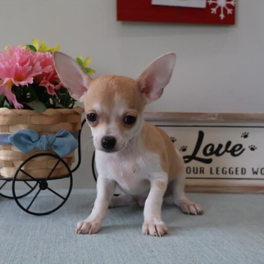 [#253421-02] Fawn / White M Chihuahua Puppies for Sale