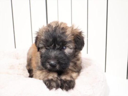 [#2662-02] Wheaten M Soft Coated Wheaten Terrier Puppies for Sale