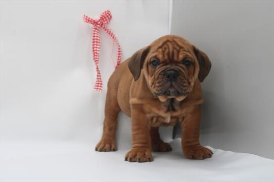 [#2622-02] Red / White M English Bulldog  Puppies for Sale