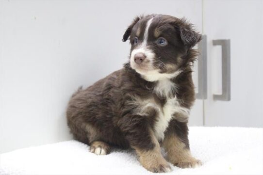 [#2630-04] Red Tan / White M Miniature Australian Shepherd Puppies for Sale