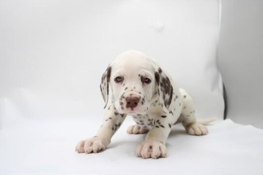 [#253377-02] Liver / White M Dalmatian Puppies for Sale