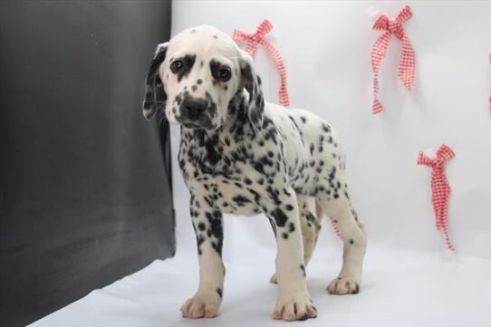 [#253377-06] Black / White F Dalmatian Puppies for Sale