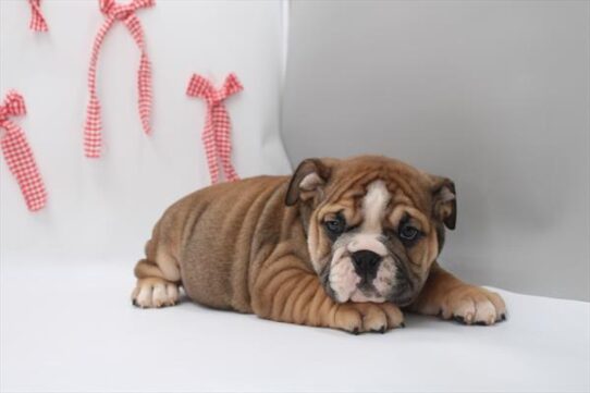 [#26337-02] Red / White M English Bulldog  Puppies for Sale