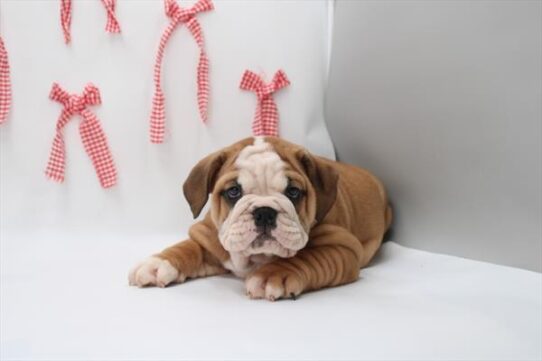 [#26337-04] Red / White F English Bulldog  Puppies for Sale