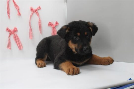 [#2613-01] Black / Tan M German Shepherd Dog Puppies for Sale