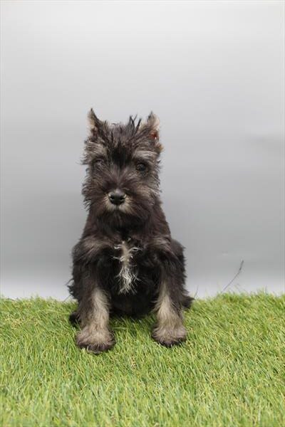 [#253505-02] Black / Silver M Miniature Schnauzer Puppies for Sale