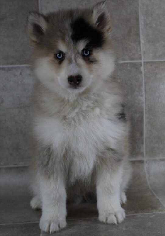 [#2688-03] Chocolate Merle M Pomsky Puppies for Sale