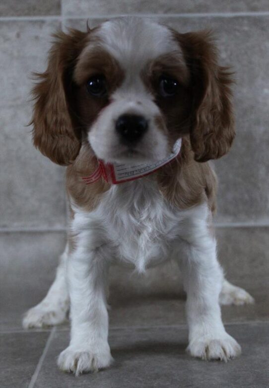[#2687-02] Blenheim F Cavalier King Charles Spaniel Puppies for Sale