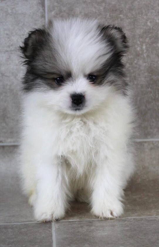 [#2691-02] Cream Sable M Pomeranian Puppies for Sale