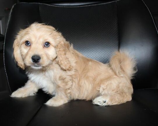 [#2657-02] Tan M Cavachon Puppies for Sale