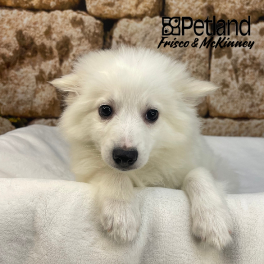 [#M17485] White M American Eskimo Puppies for Sale
