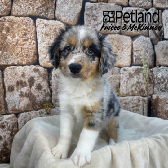 [#M17392] Blue Merle White and Tan M Australian Shepherd Puppies for Sale