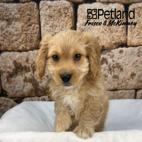 [#2657-02] Tan M Cavachon Puppies for Sale