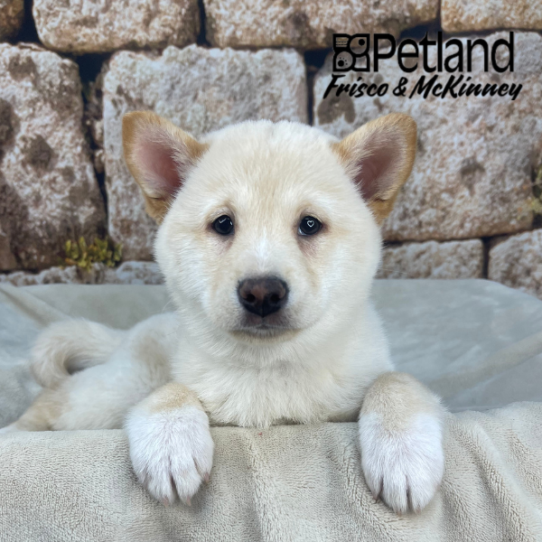[#268-05] Cream F Shiba Inu Puppies for Sale