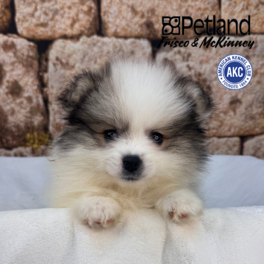 [#2691-02] Cream Sable M Pomeranian Puppies for Sale