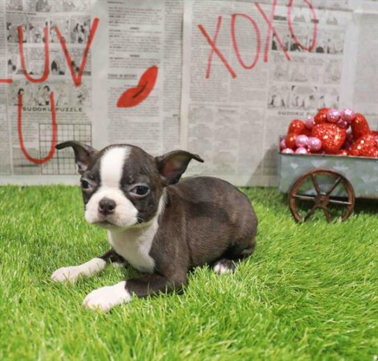 [#26454-05] Brindle / White F Boston Terrier Puppies for Sale