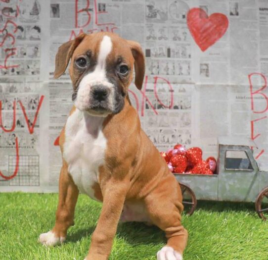 [#26458-01] Red / White M Boxer Puppies for Sale