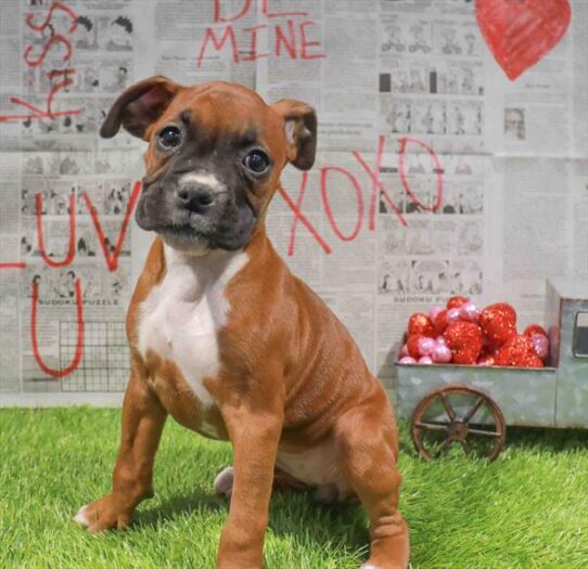 [#26458-03] Mahogany F Boxer Puppies for Sale