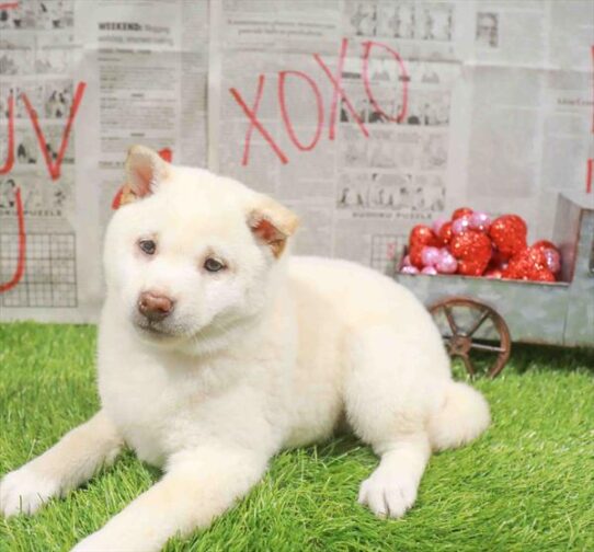 [#26481-01] Cream M Shiba Inu Puppies for Sale